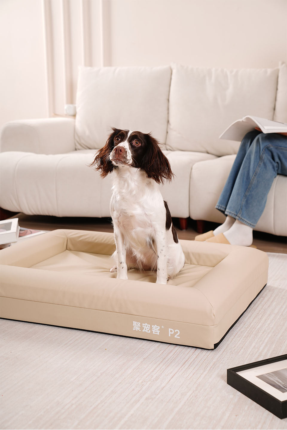 Dog Beds